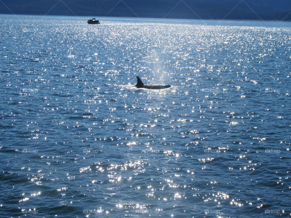 orca sighting