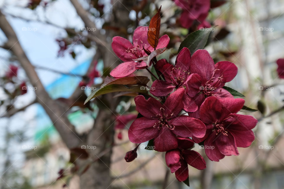 crabapple blooms