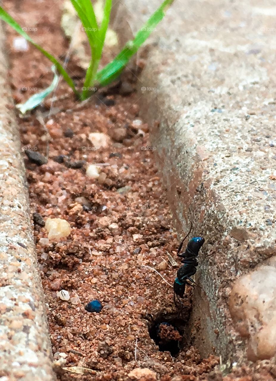 Busy worker ant neat home to nest iridescent colour closeup
