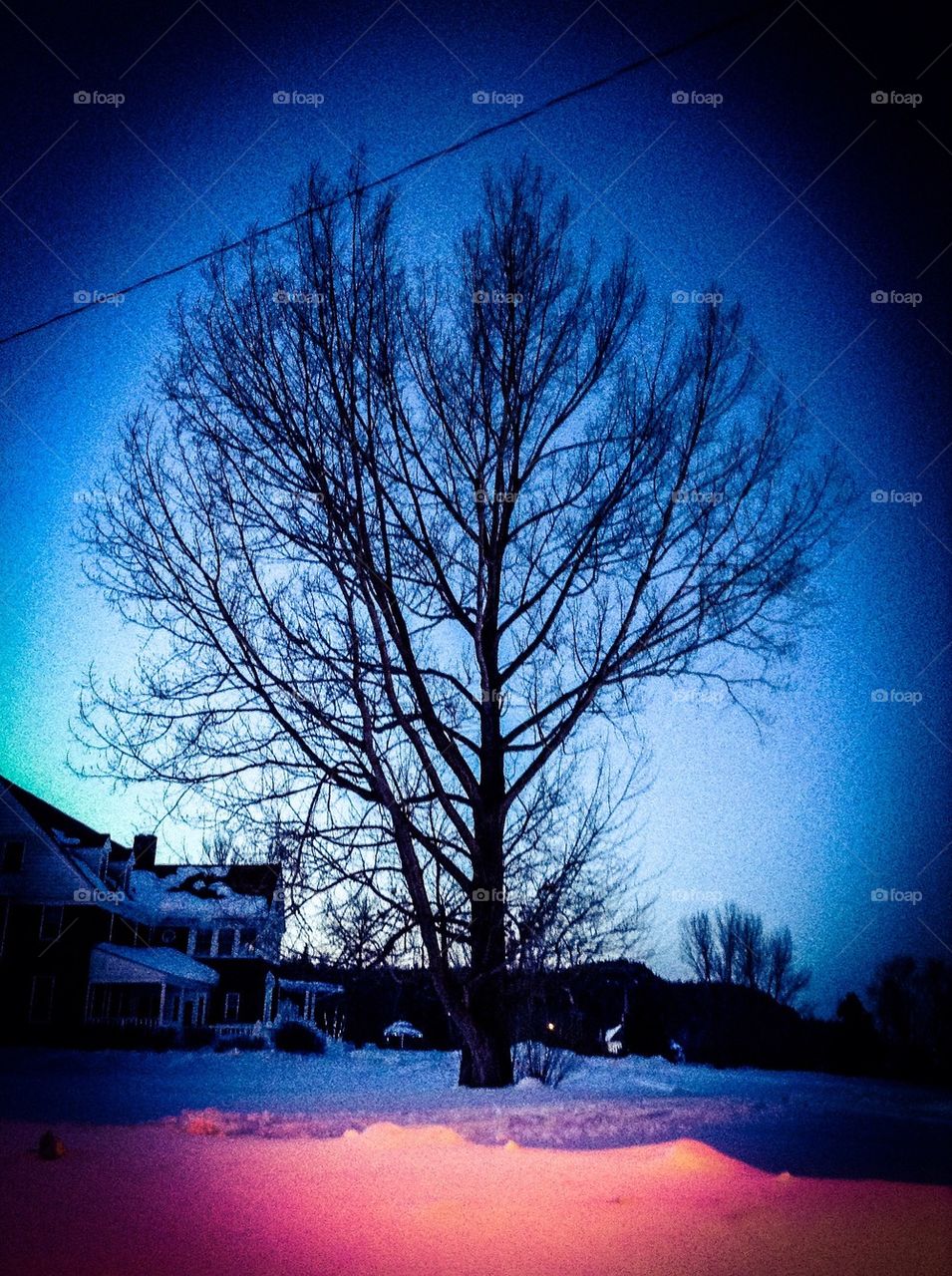 Tree in the twilight