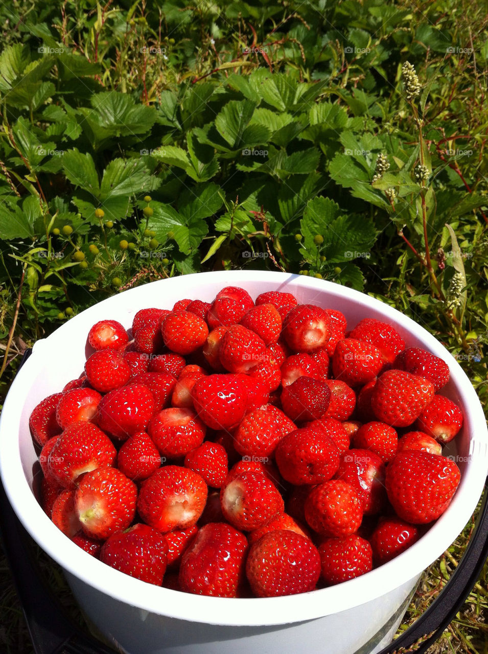 sweden field strawberry jordgubbar by vivid_photo