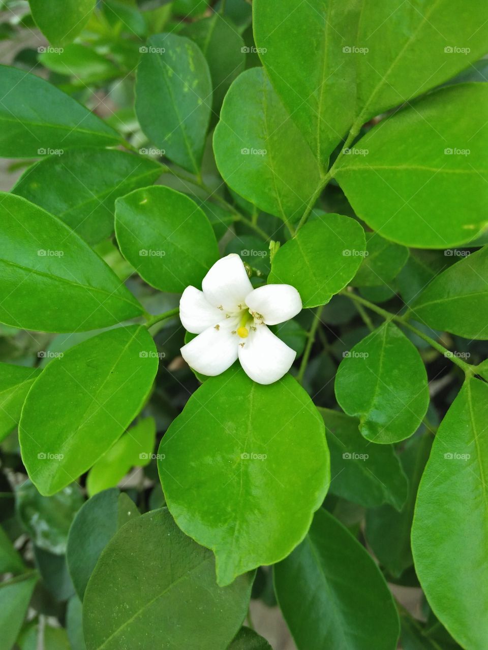 Small white  flower
