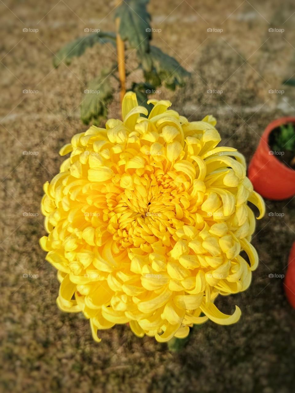 Those yellow flowers outside look so beautiful.
They're all growing together, creating a vibrant and cheerful display.
It's like a little burst of sunshine in nature.
I can imagine how lovely it must be to see them in person.