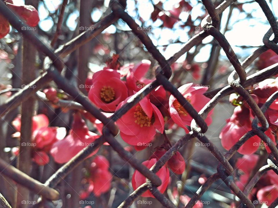 pomegranate flower