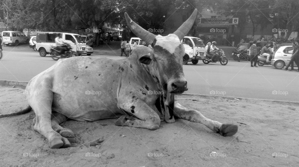 #cattle #bull #monocrome #sleepy #roadside #mobile_click #s6edgeplus