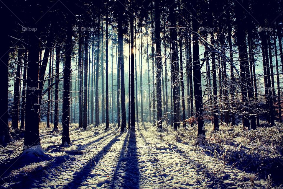 Zima las Łysica