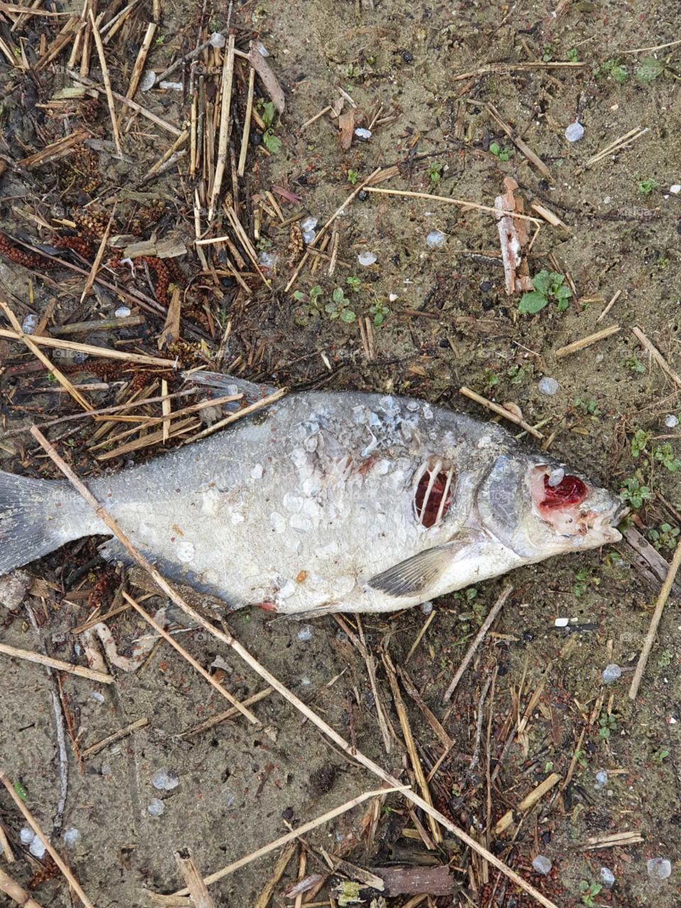 Bream fish no longer alive