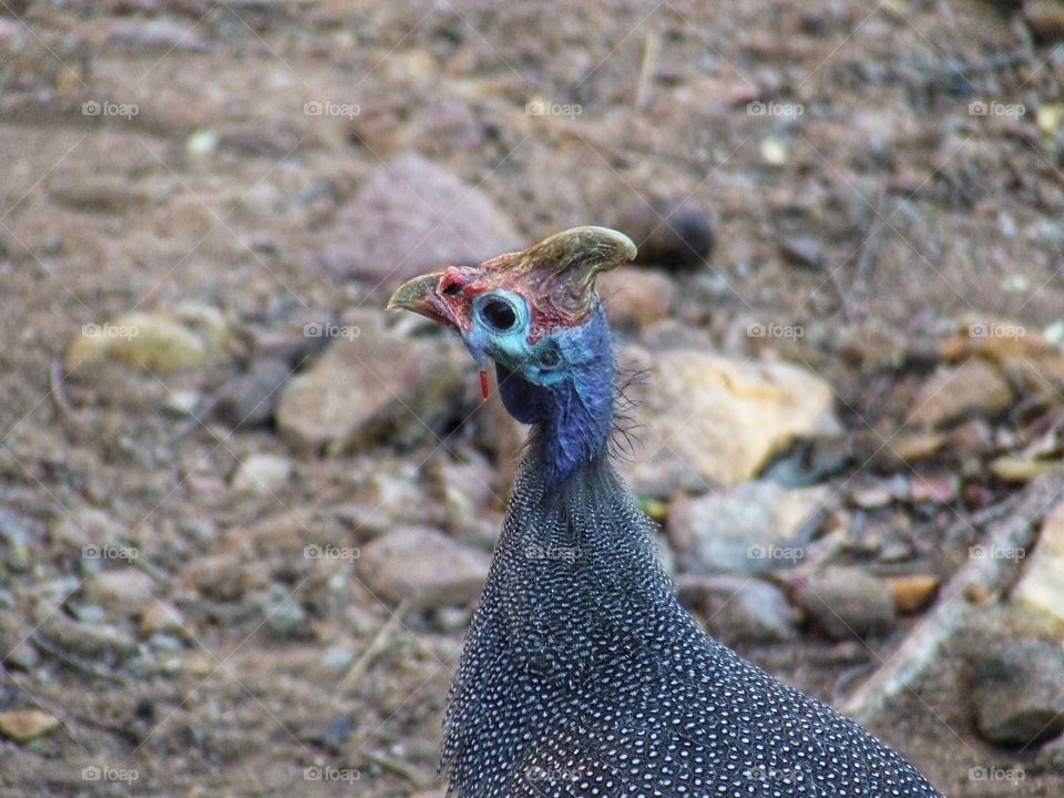 The helmeted guineafowl