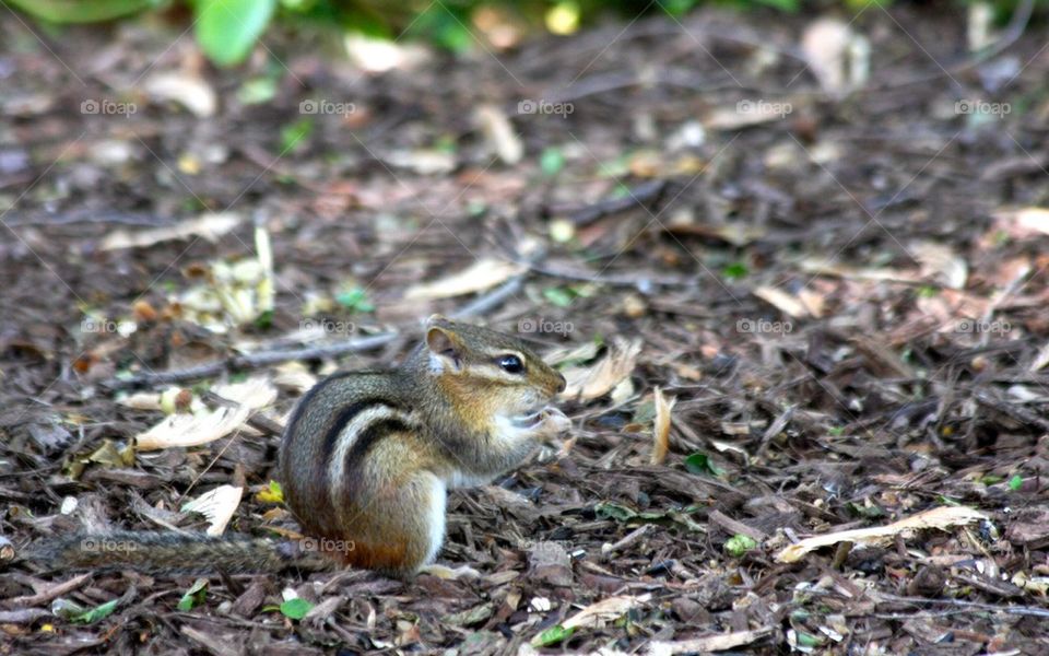 Chipmunk 