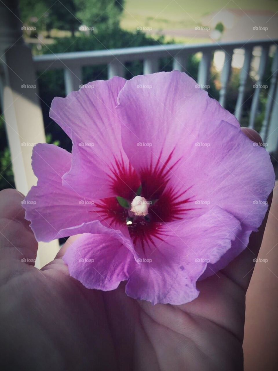 Exotic purple flower in my hand. 