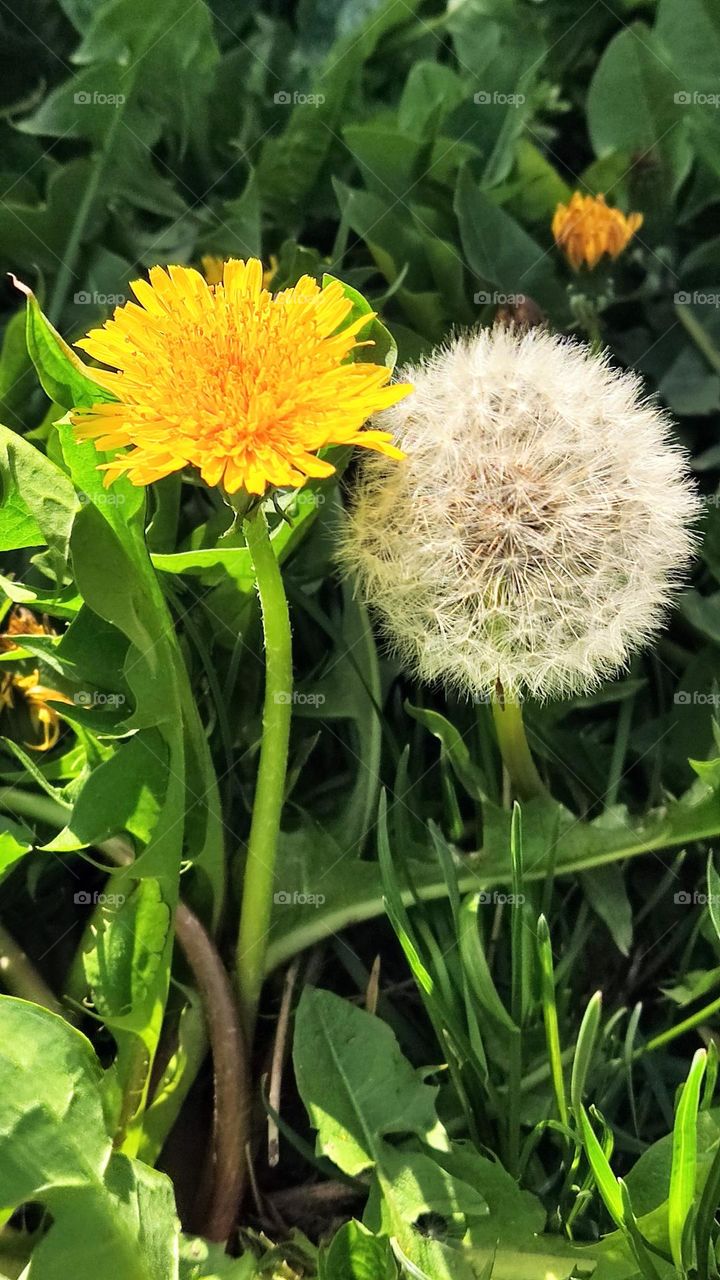 dandelion