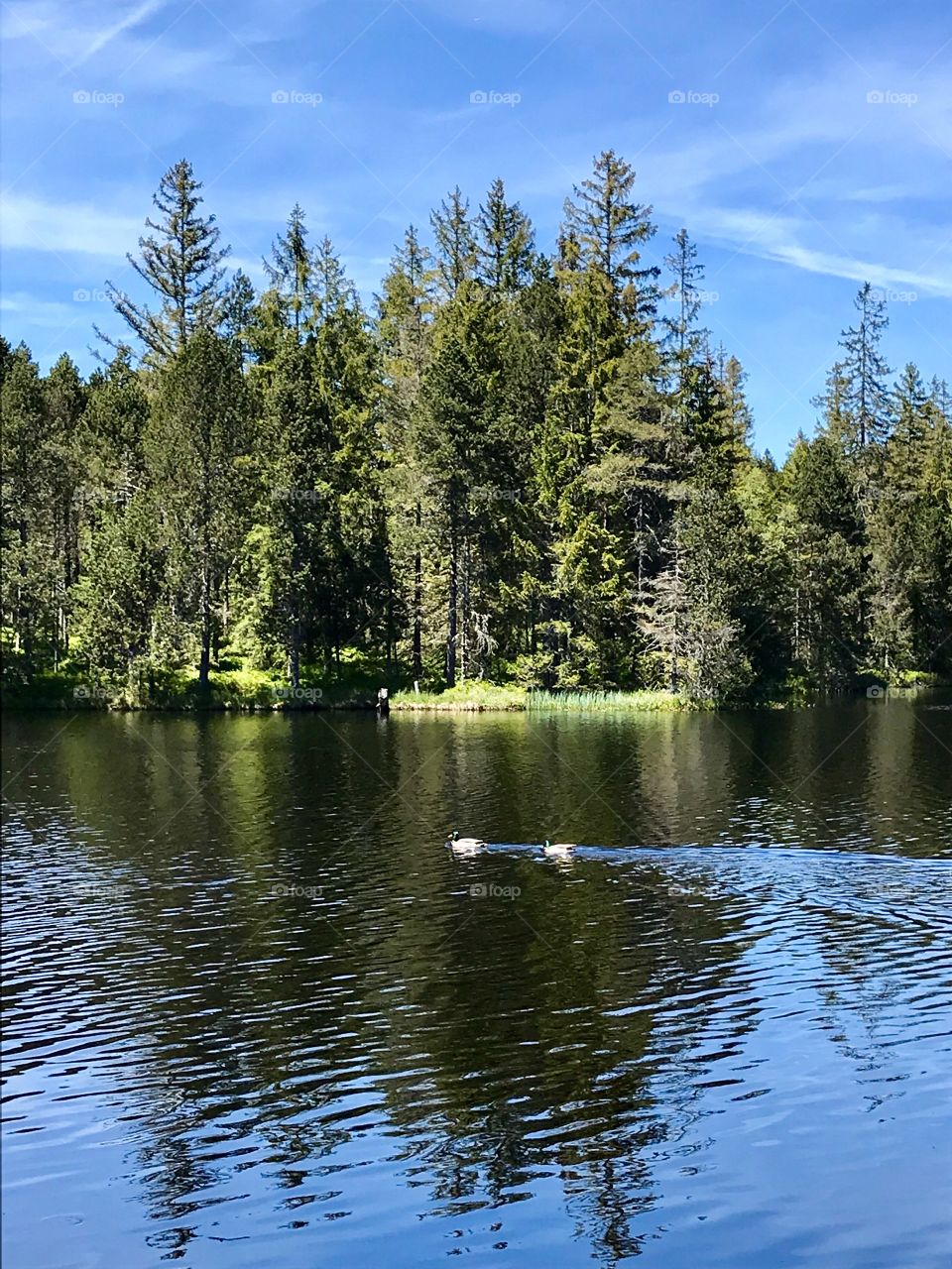 Étang de la Gruère