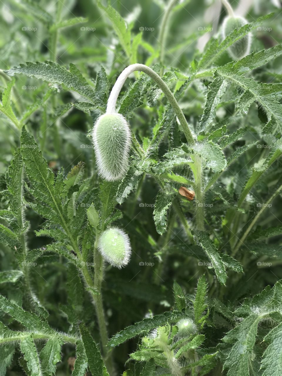 Poppies