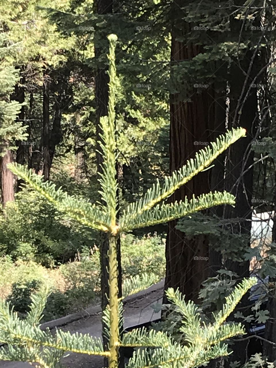 A close-up shot of the peak of a tree in the woods.