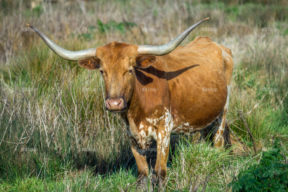 Texas longhorn cattle on grassy field