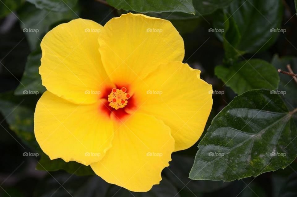 Yellow Hibiscus