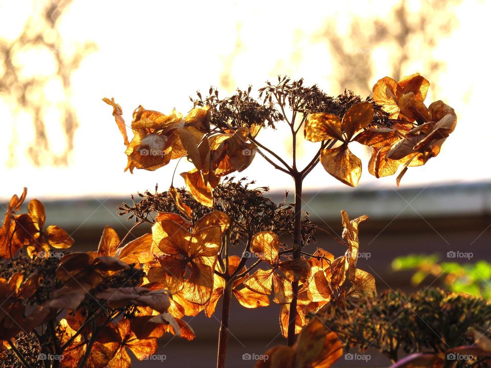 fading hydrangea