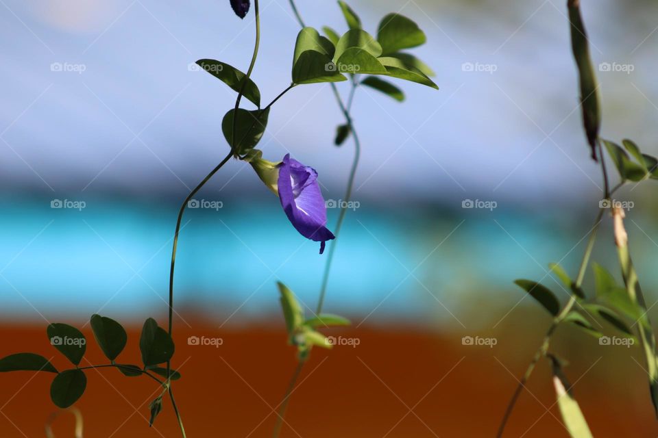 A single butterfly pea flower grow beautifully with blurry buildings background 