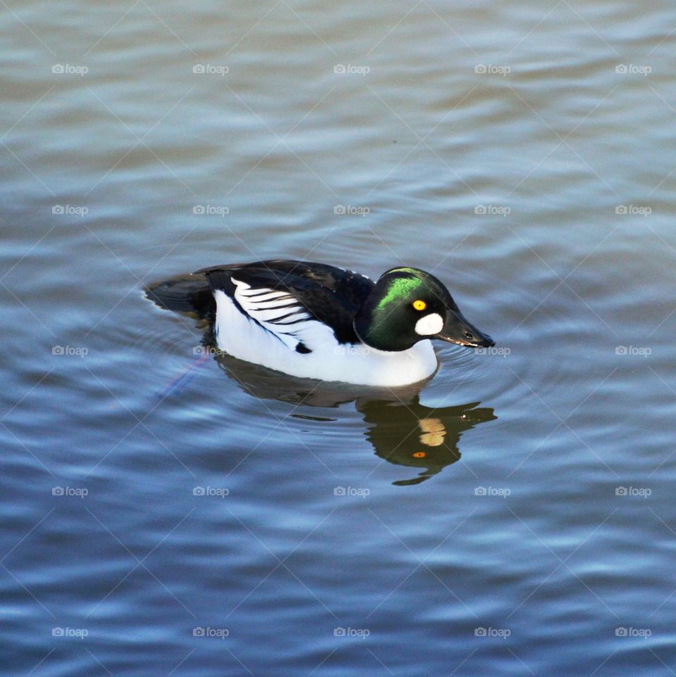 Wildlife bird with a yellow eye swimming in the Nimbus River in Fair Oaks California