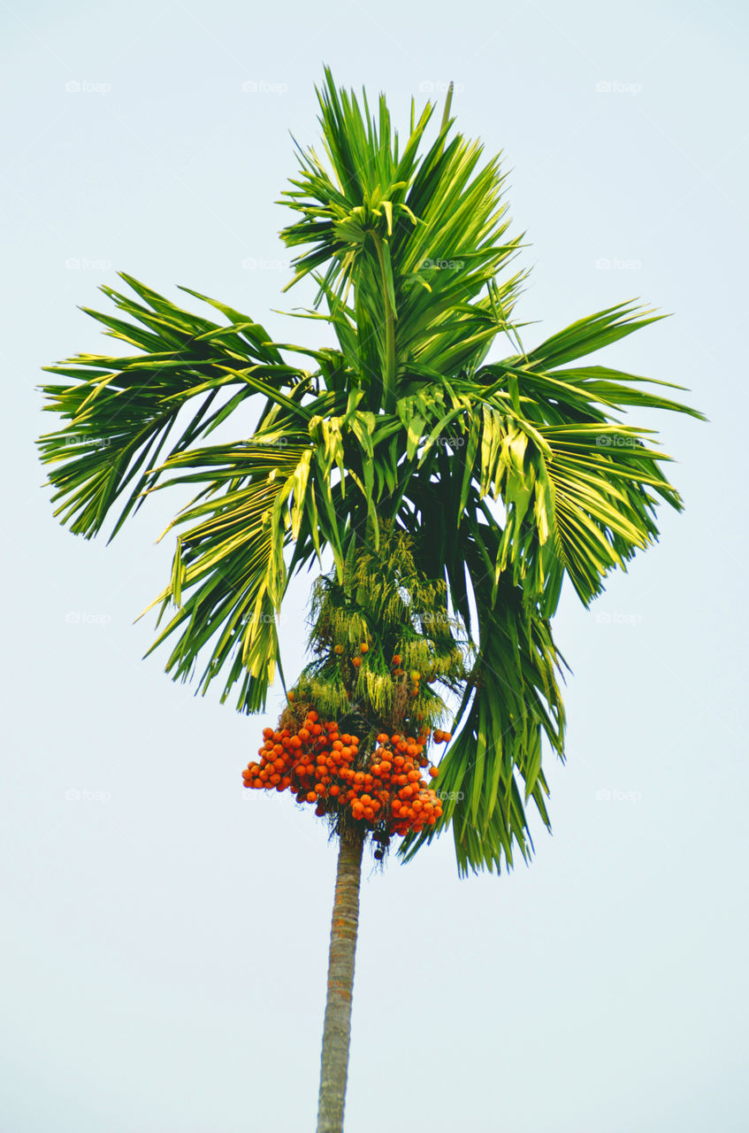 Betel palm 