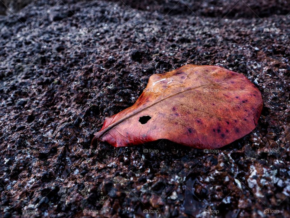 Leaf fall on the beach