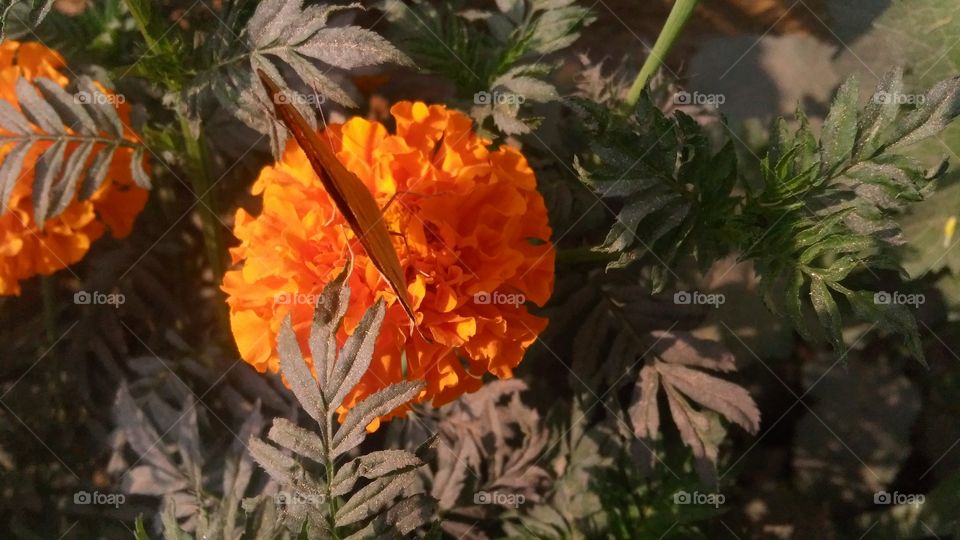 A beautiful scene of marigold flowers in the garden.