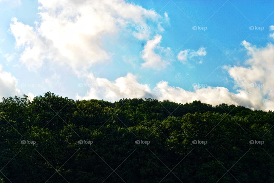 sky and forest