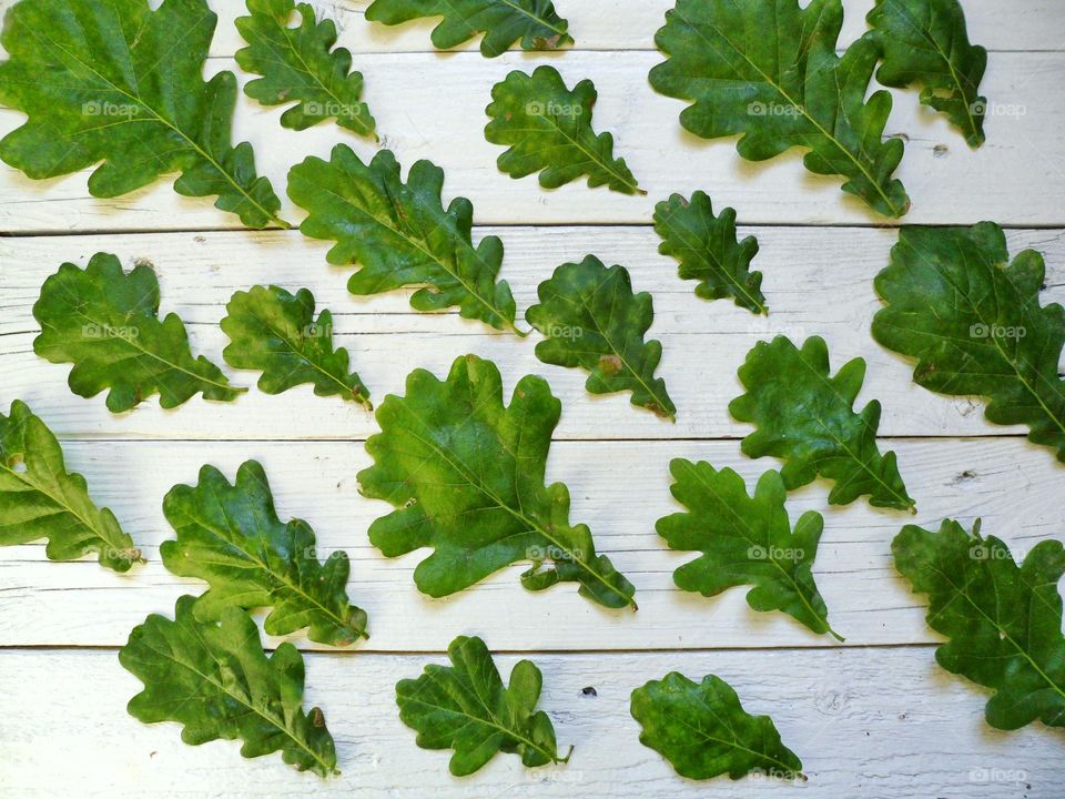 green oak leaves on white background