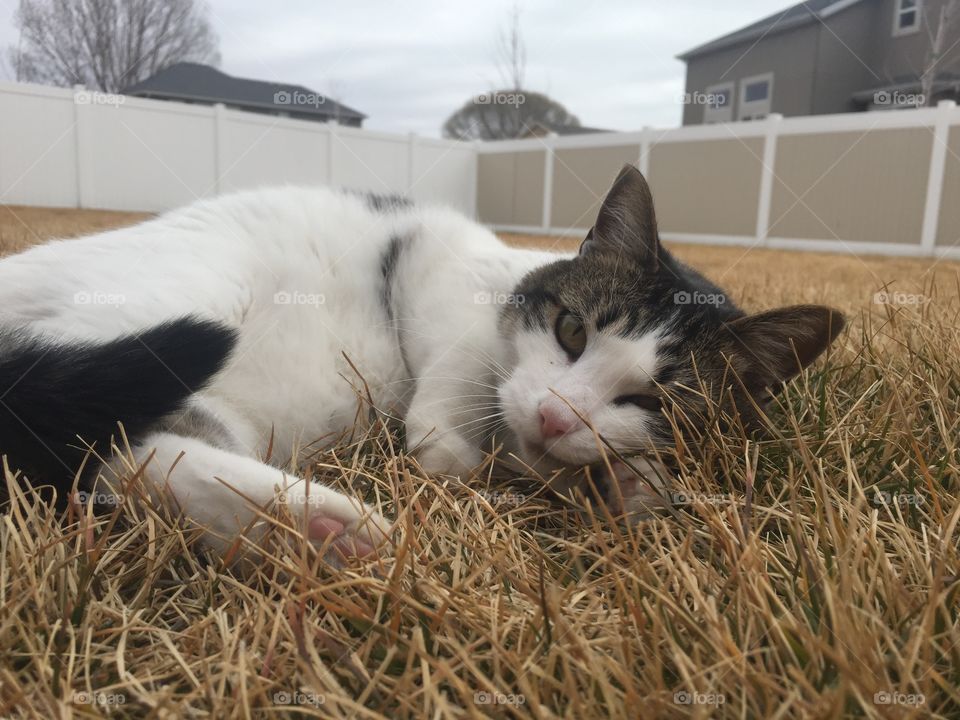 My cat Theo loves grass. It was winter time so the grass is dead but he still loves it! 