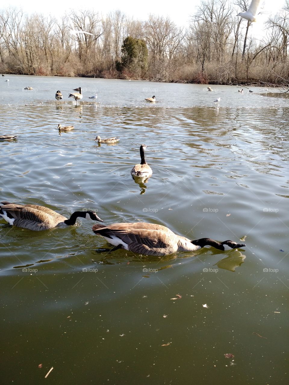 goose chase. green bay wi