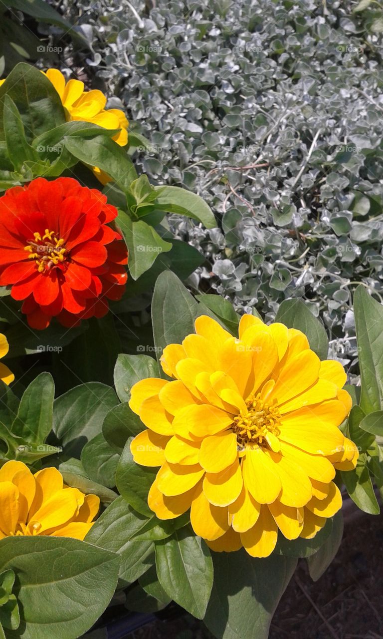 Zinnias. the market was fun and the Zinnias added the best color bang