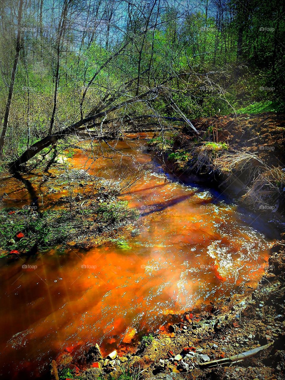 Spring forest and stormy river