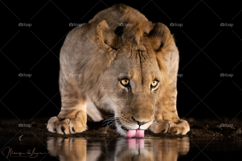 Drinking Lion cub
