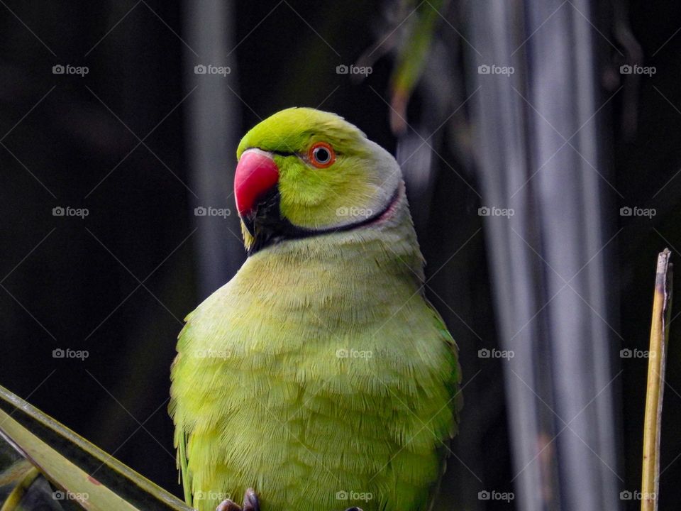 Parrot