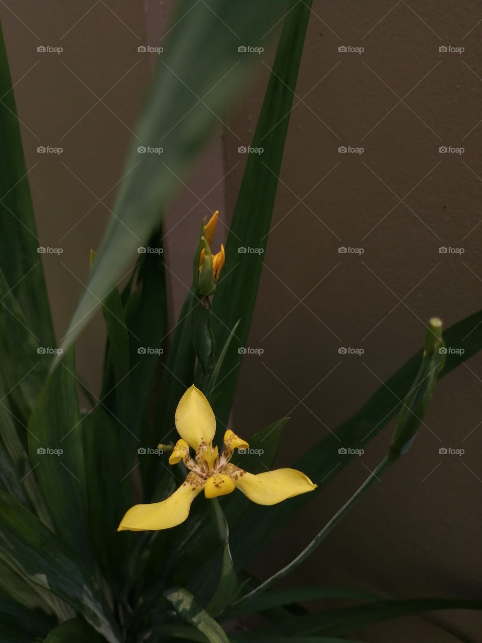 Beauty in the corner.