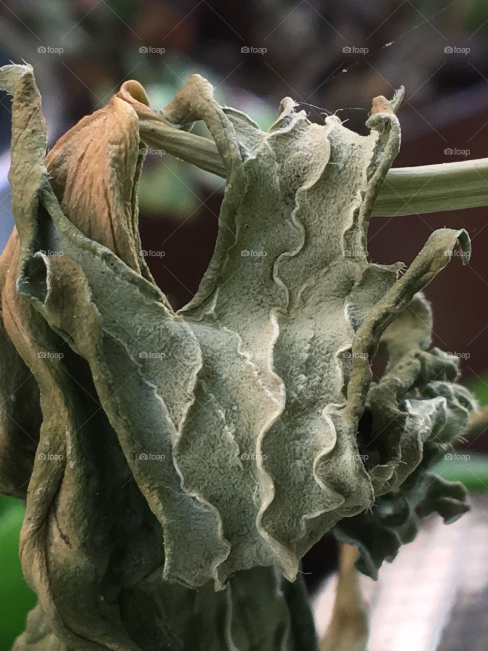 Texture leaf 