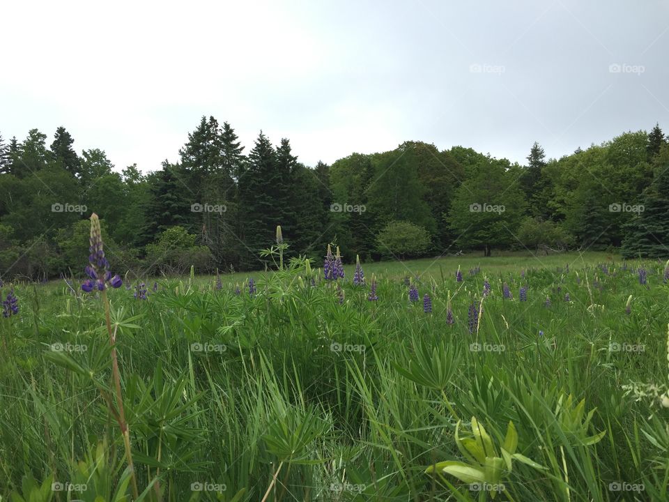 Wildflowers in June