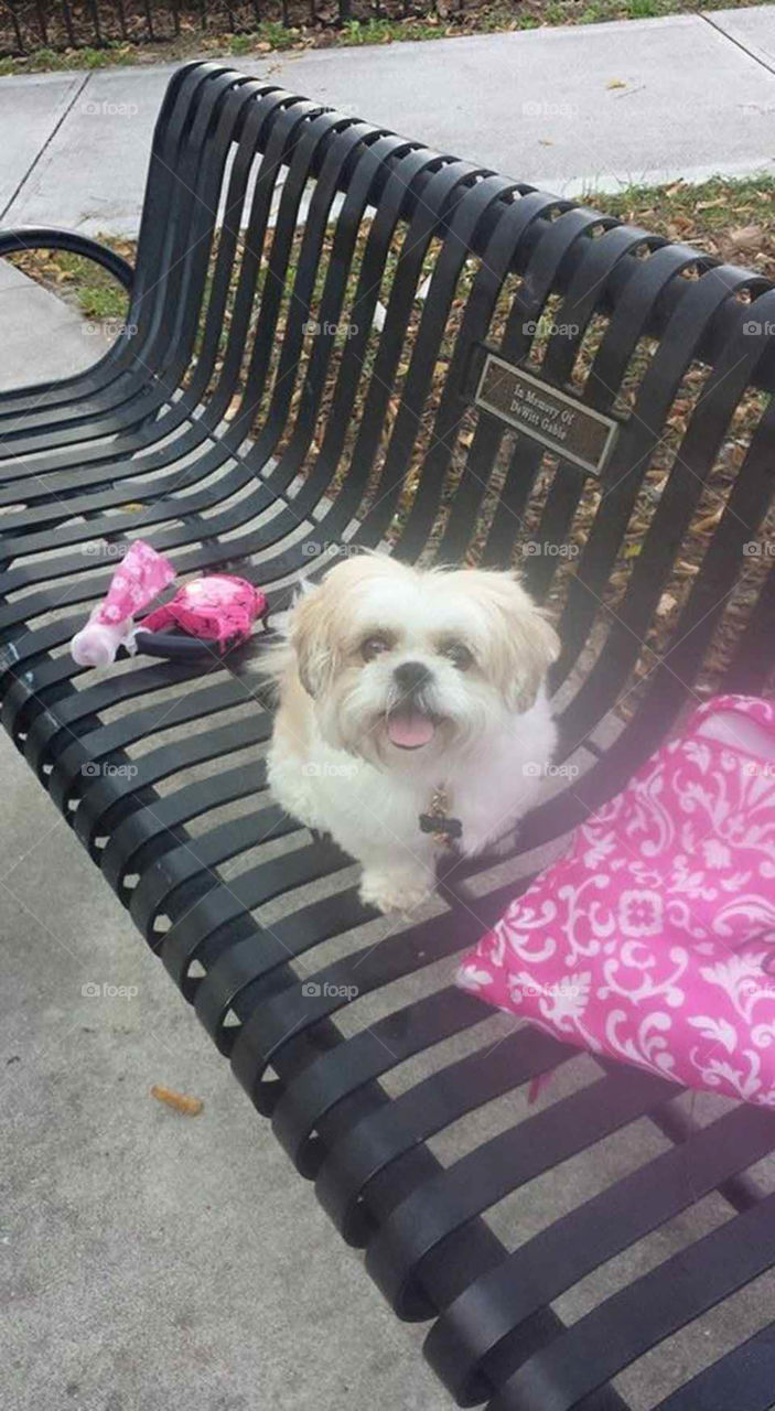 shih tzu puppy resting. shih tzu puppy takes a break on a morning walk