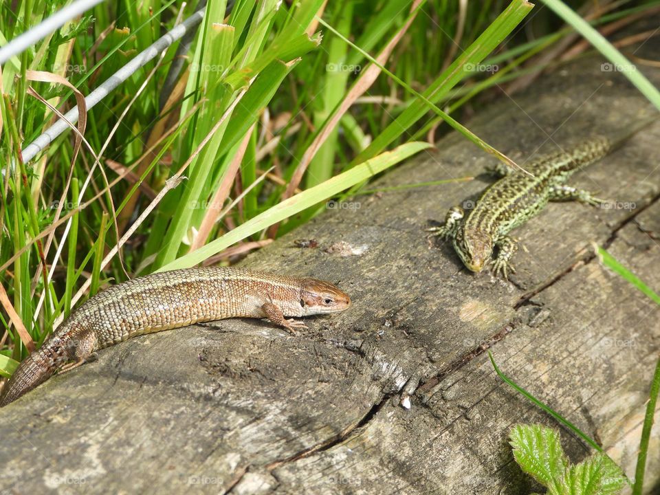 Lizards on a tree stump 