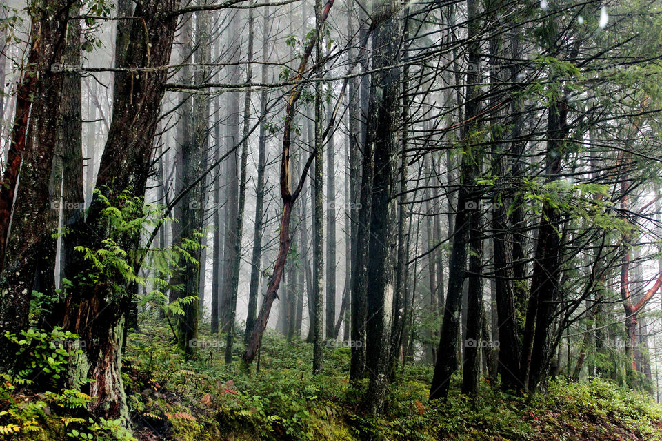 Trees in the forest