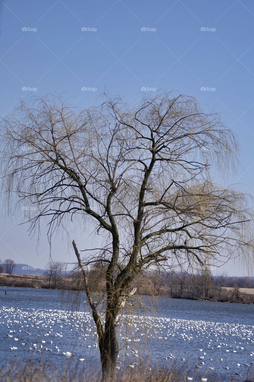 tree and sky
