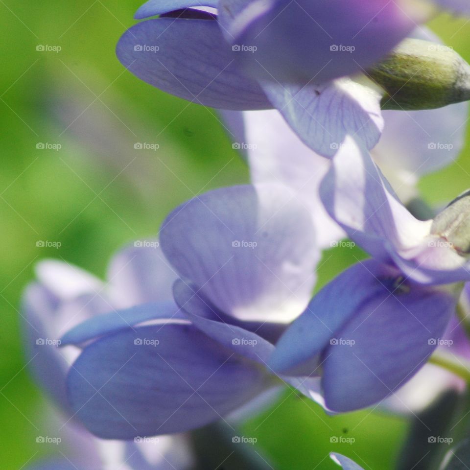 baptisia