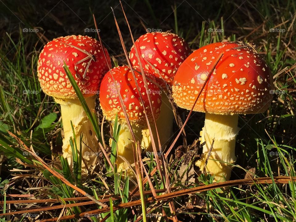 Cool Red Mushrooms. Cool red mushrooms are natures retro art