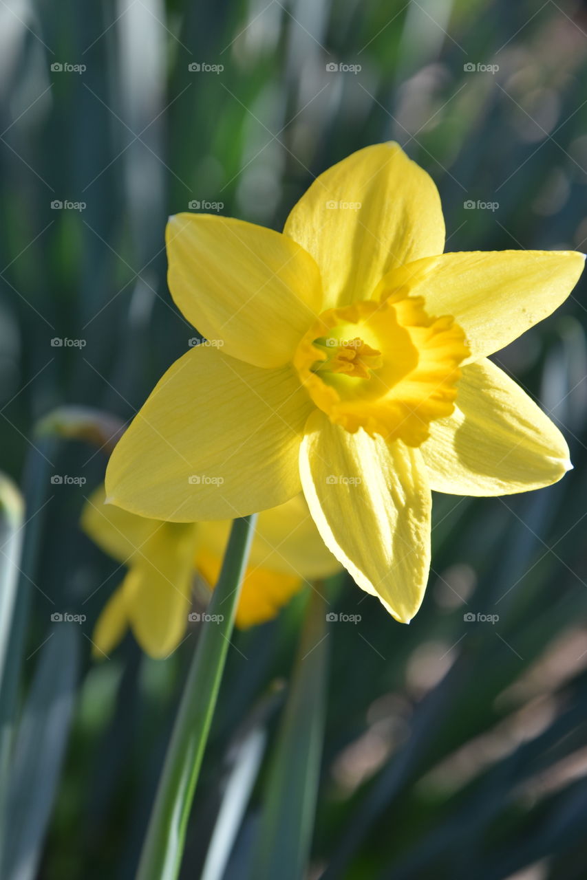 Spring time and yellow flower