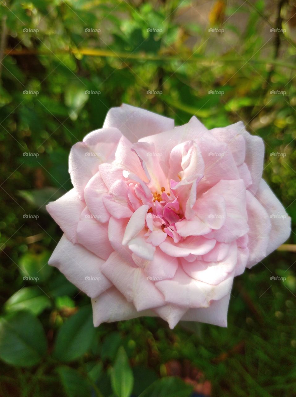 rose flower