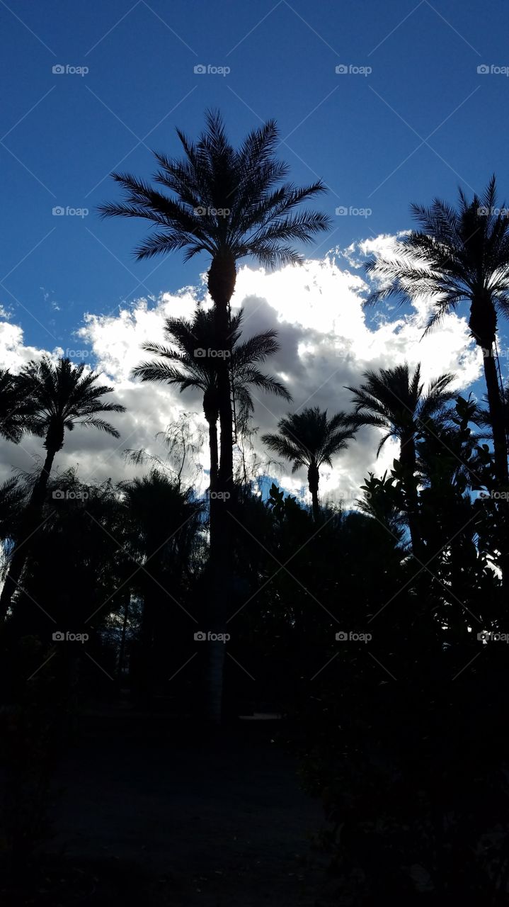 Palms and a sunny sky