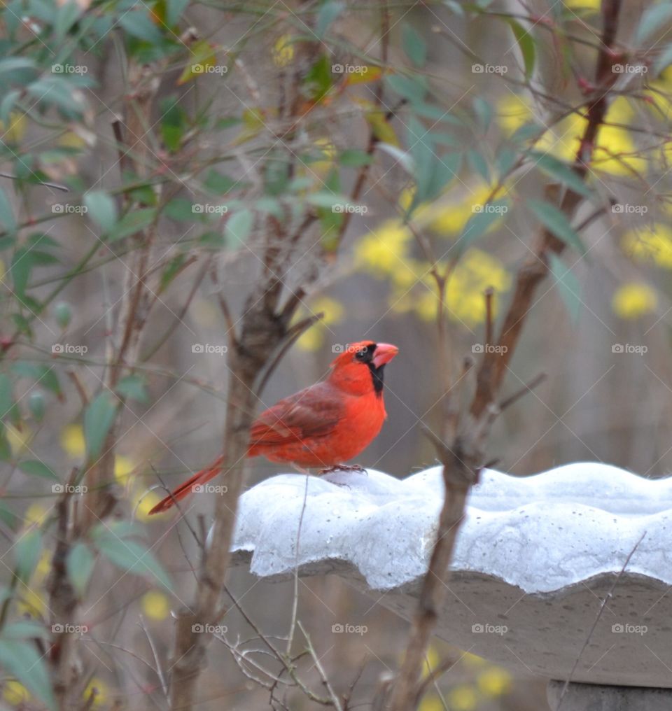 cardinal