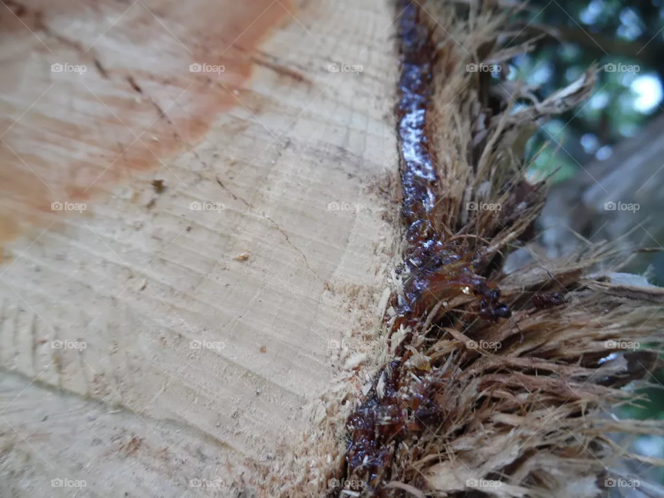 wood