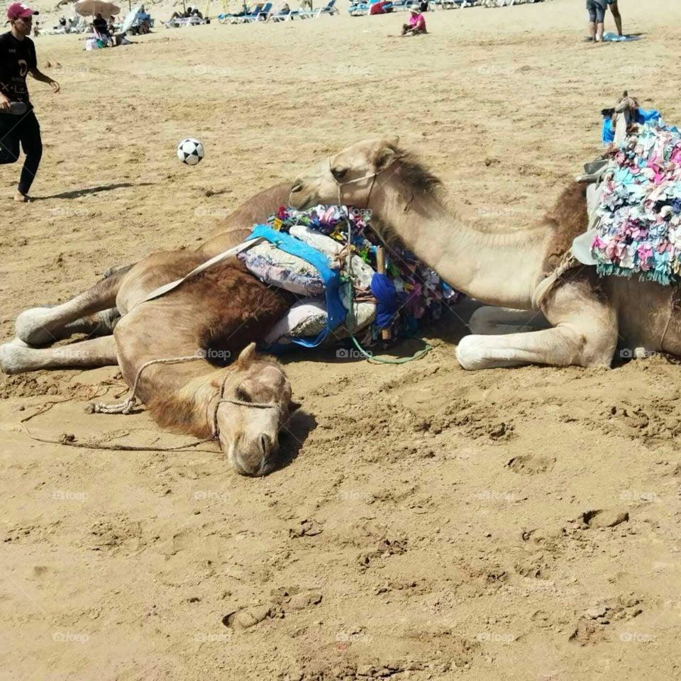 Travel destination  : camels near the beach at essaouira city in Morocco.