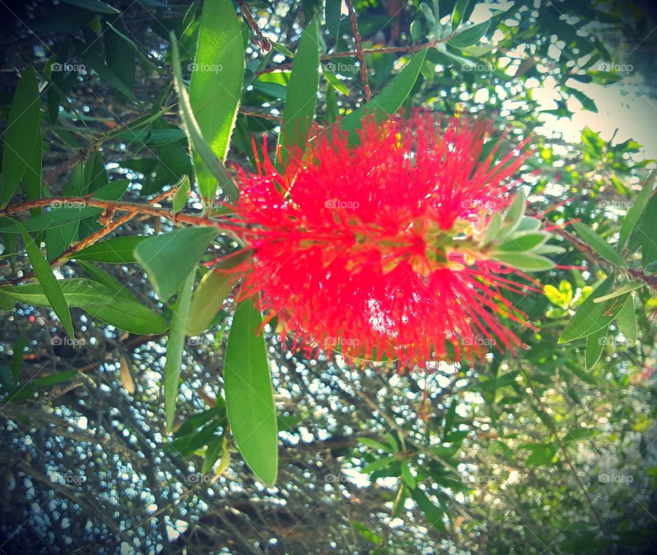 colorful tree on the streets of LA